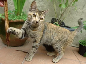 Gato raça SRD idade 2 a 6 meses nome Beoncinha
