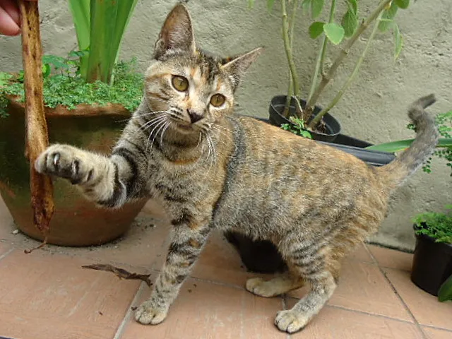 Gato ra a SRD idade 2 a 6 meses nome Beoncinha