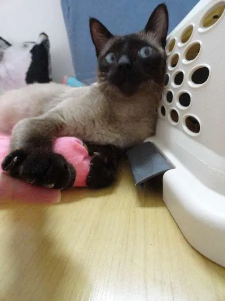 Gato ra a Siamês idade 7 a 11 meses nome Josephine