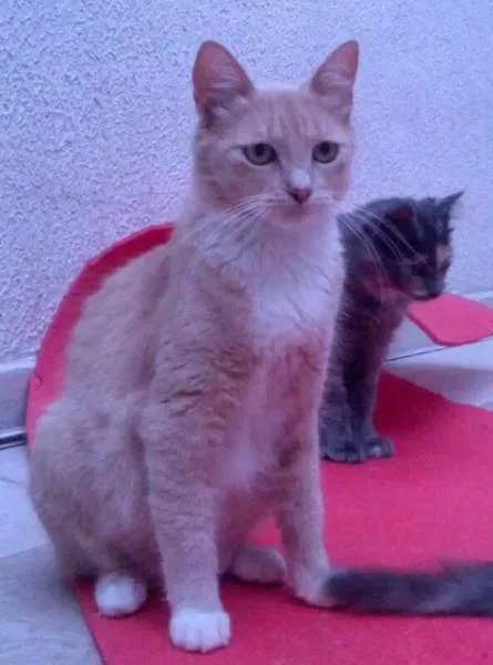 Gato ra a SRD idade 1 ano nome Angelina