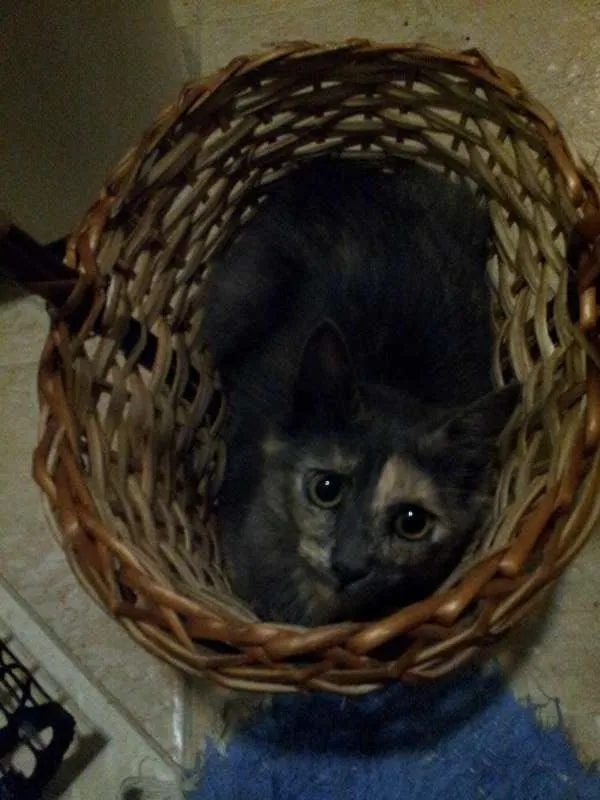 Gato ra a SRD idade 2 a 6 meses nome Margô