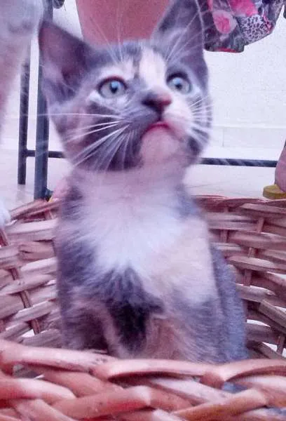 Gato ra a SRD idade 2 a 6 meses nome Estella
