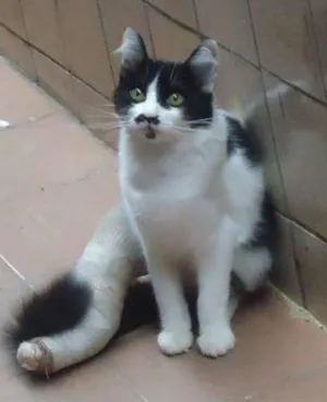 Gato raça SRD idade 2 a 6 meses nome Loren