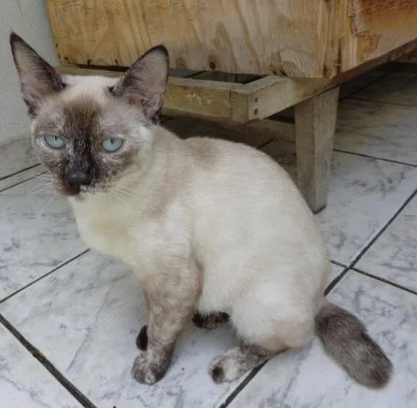 Gato ra a SRD idade 7 a 11 meses nome Keith