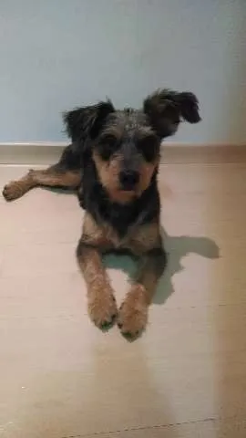 Cachorro ra a SRD idade 1 ano nome Nina