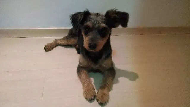 Cachorro ra a SRD idade 1 ano nome Nina