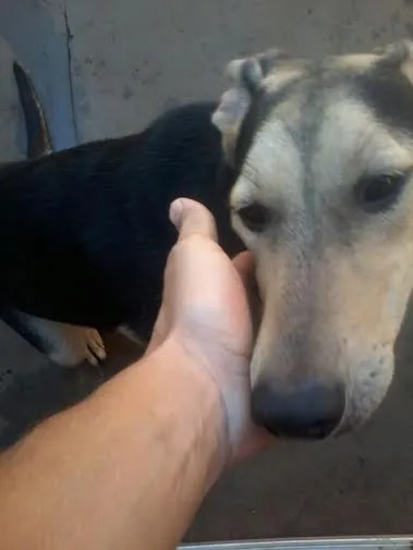 Cachorro ra a SRD idade 7 a 11 meses nome Lola