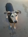 Lola