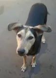 Lola