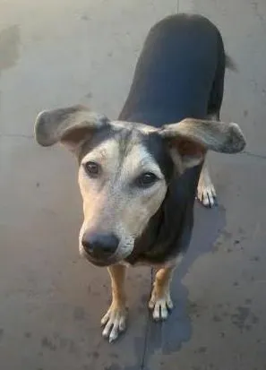 Cachorro raça SRD idade 7 a 11 meses nome Lola