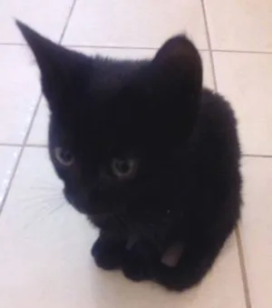 Gato raça SRD idade Abaixo de 2 meses nome batman