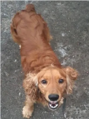 Cachorro raça Cocker idade 2 anos nome Fred