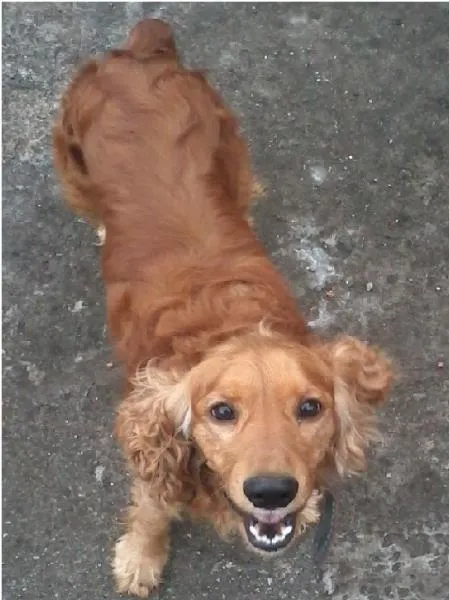 Cachorro ra a Cocker idade 2 anos nome Fred