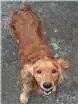 Cachorro raça Cocker idade 2 anos nome Fred