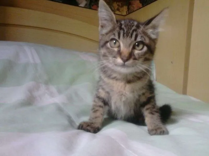 Gato ra a SRD idade Abaixo de 2 meses nome Serena