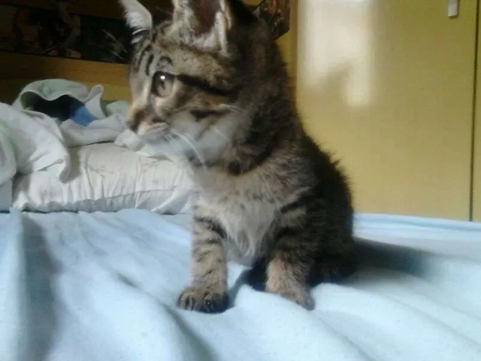 Gato ra a SRD idade Abaixo de 2 meses nome Serena