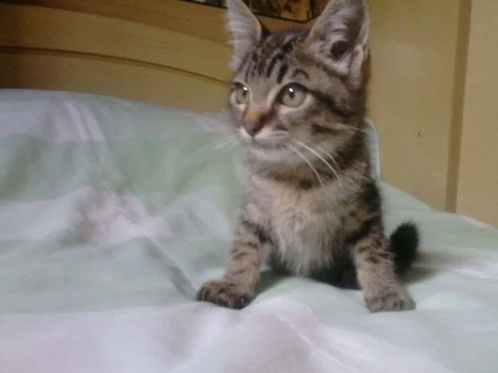 Gato ra a SRD idade Abaixo de 2 meses nome Serena