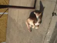 ignorado