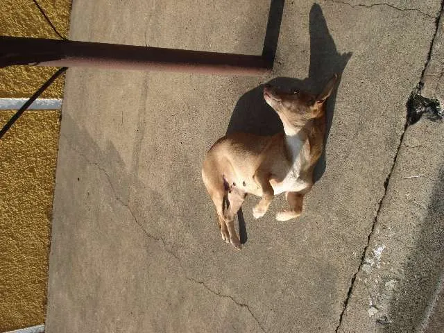 Cachorro ra a sem raça definida idade 6 ou mais anos nome ignorado
