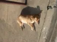 ignorado
