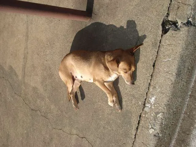 Cachorro ra a sem raça definida idade 6 ou mais anos nome ignorado