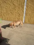 ignorado