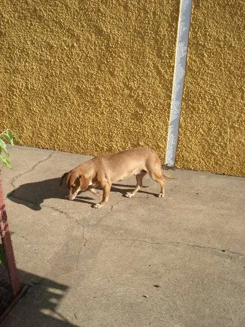 Cachorro ra a sem raça definida idade 6 ou mais anos nome ignorado