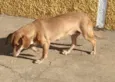 ignorado
