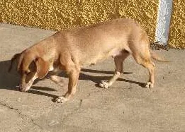 Cachorro raça sem raça definida idade 6 ou mais anos nome ignorado