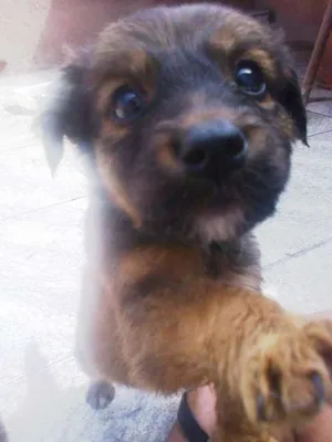Cachorro raça misturada idade Abaixo de 2 meses nome Bender