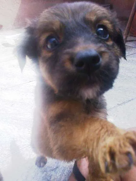 Cachorro ra a misturada idade Abaixo de 2 meses nome Bender