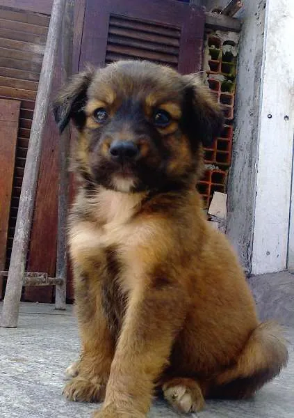 Cachorro ra a misturada idade Abaixo de 2 meses nome Bender