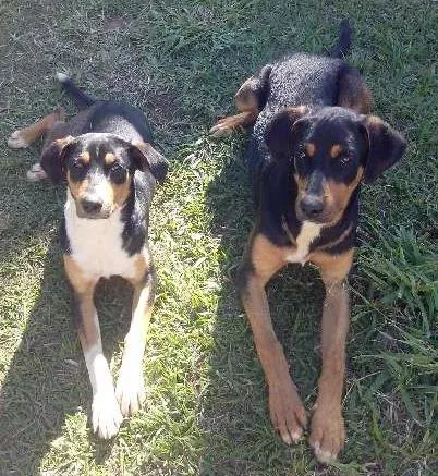 Cachorro ra a SRD (mestiços rottweiler) idade 1 ano nome Diana e Zeus