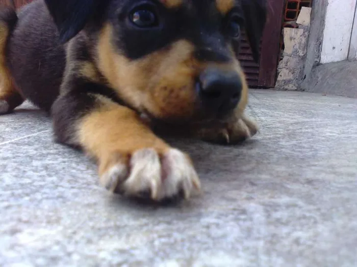 Cachorro ra a Misturada idade Abaixo de 2 meses nome Mayllon