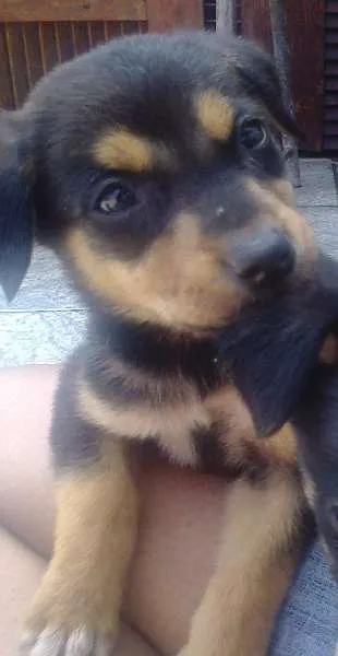 Cachorro ra a Misturada idade Abaixo de 2 meses nome Mayllon