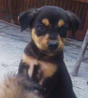Cachorro raça Misturada idade Abaixo de 2 meses nome Mayllon