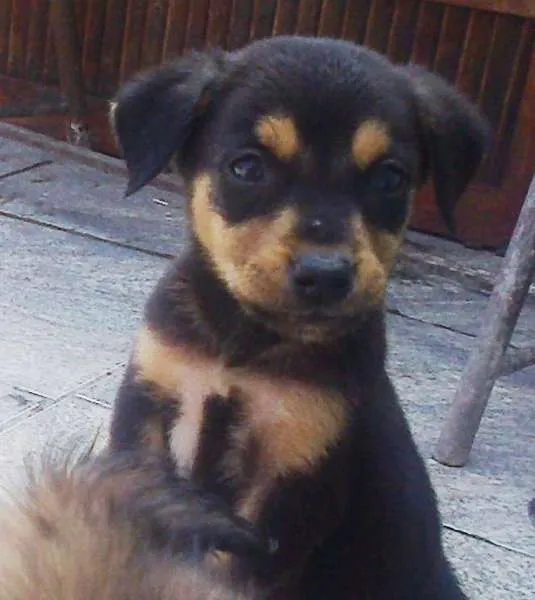 Cachorro ra a Misturada idade Abaixo de 2 meses nome Mayllon