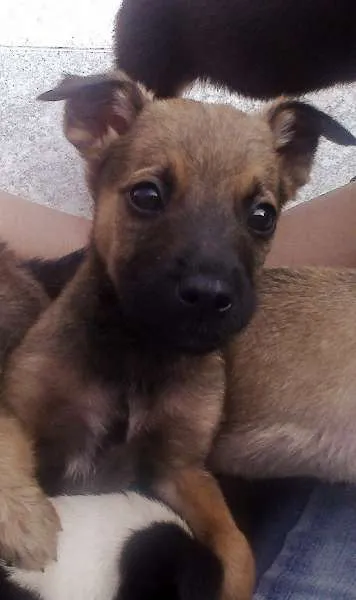 Cachorro ra a misturada idade Abaixo de 2 meses nome Kito