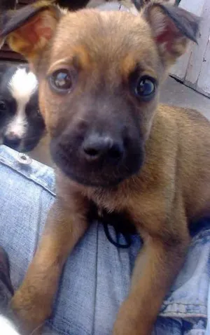 Cachorro raça misturada idade Abaixo de 2 meses nome Kito