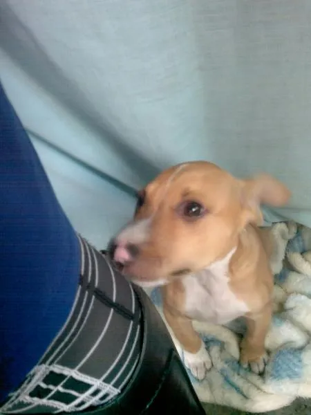 Cachorro ra a Pitt idade  nome Sem nome