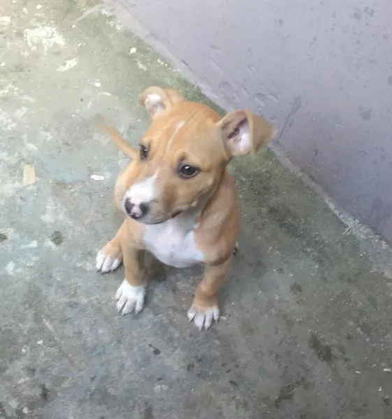 Cachorro ra a Pitt idade  nome Sem nome