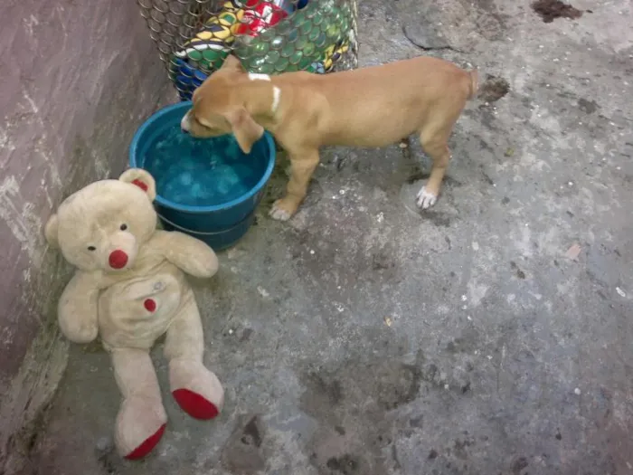 Cachorro ra a Pitt idade  nome Sem nome