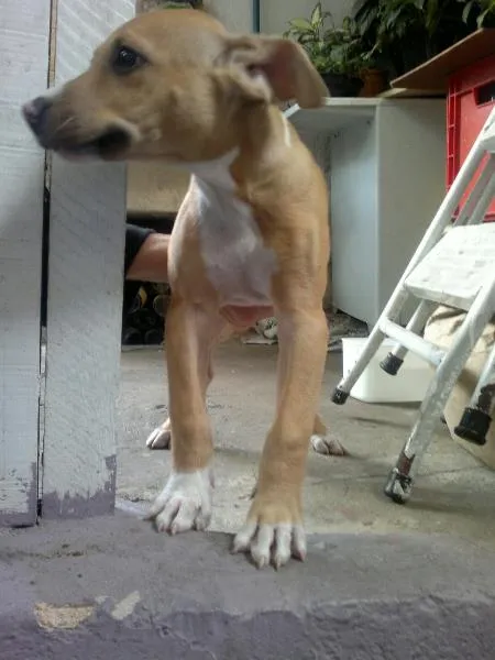 Cachorro ra a Pitt idade  nome Sem nome