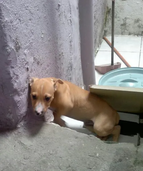 Cachorro ra a Pitt idade  nome Sem nome