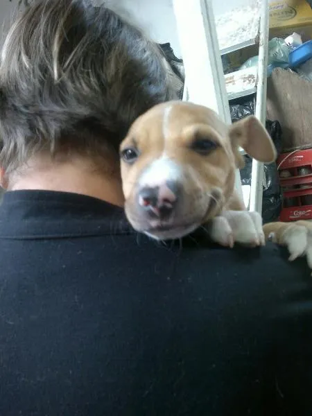 Cachorro ra a Pitt idade  nome Sem nome