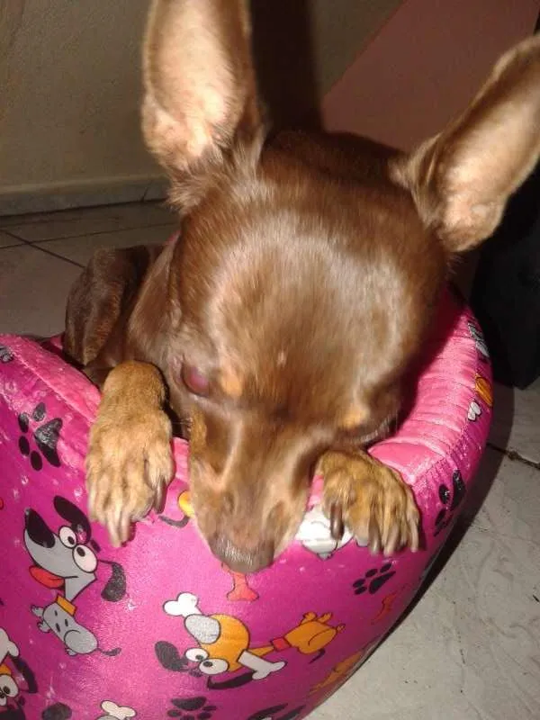 Cachorro ra a pinscher idade 5 anos nome matilda
