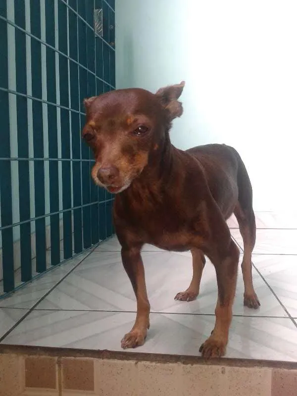 Cachorro ra a pinscher idade 5 anos nome matilda