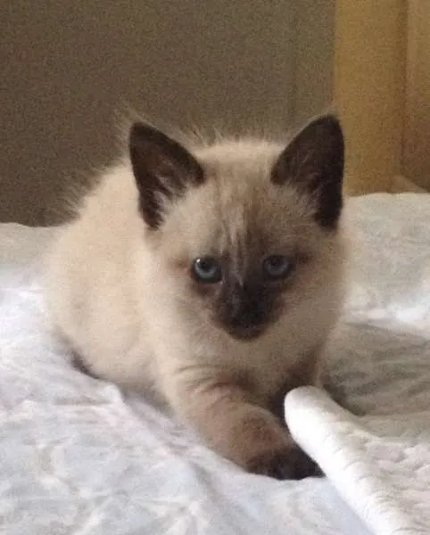 Gato ra a SRD idade Abaixo de 2 meses nome Mário