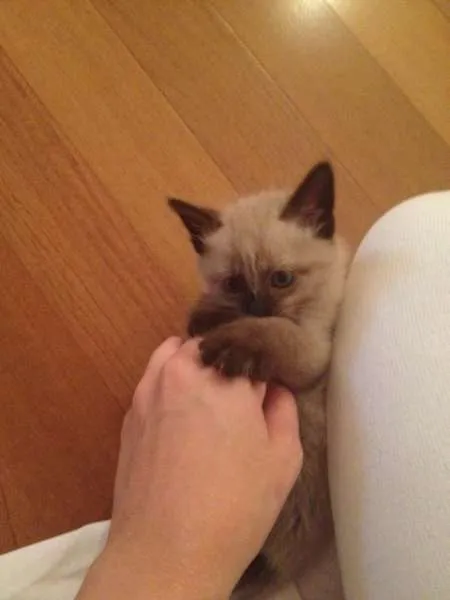 Gato ra a SRD idade Abaixo de 2 meses nome Mário