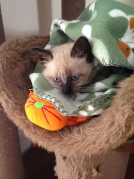 Gato ra a SRD idade Abaixo de 2 meses nome Mário